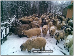 Kar Koyuncuları İndirdi