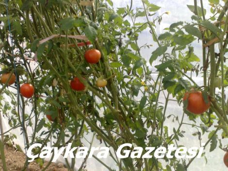 Yaylada Seracılık Mucizesi 10 Yaylada Seracılık Mucizesi 10