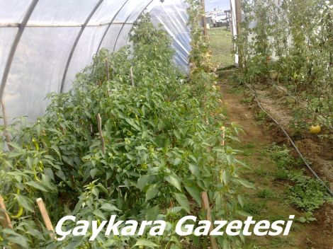 Yaylada Seracılık Mucizesi 11 Yaylada Seracılık Mucizesi 11