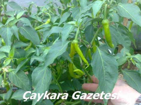 Yaylada Seracılık Mucizesi 2 Yaylada Seracılık Mucizesi 2