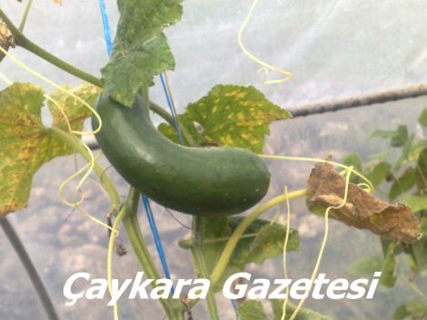 Yaylada Seracılık Mucizesi 3 Yaylada Seracılık Mucizesi 3