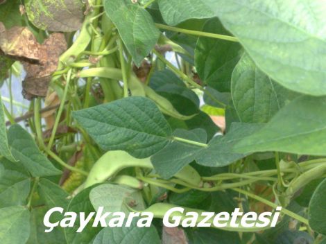 Yaylada Seracılık Mucizesi 4 Yaylada Seracılık Mucizesi 4