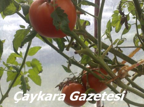Yaylada Seracılık Mucizesi 5 Yaylada Seracılık Mucizesi 5