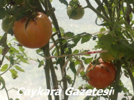 Yaylada Seracılık Mucizesi 6 Yaylada Seracılık Mucizesi 6
