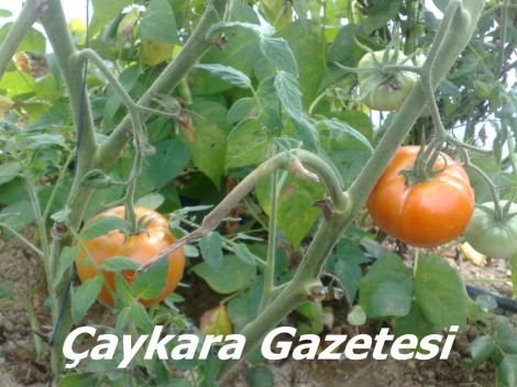 Yaylada Seracılık Mucizesi 7 Yaylada Seracılık Mucizesi 7