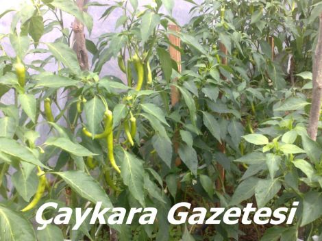 Yaylada Seracılık Mucizesi 8 Yaylada Seracılık Mucizesi 8