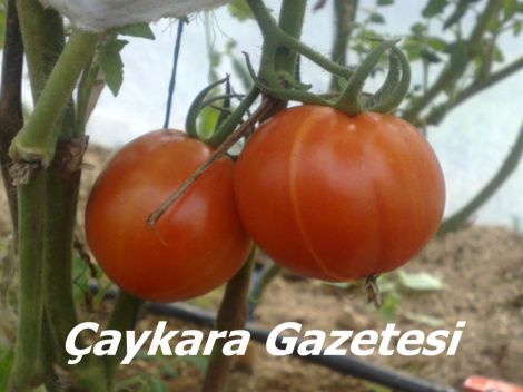 Yaylada Seracılık Mucizesi 9 Yaylada Seracılık Mucizesi 9