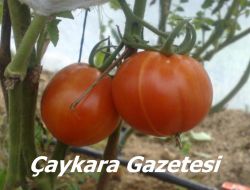 Yaylada Seracılık Mucizesi