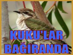 Kuku’lar Bağıranda