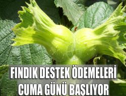 Fındık Desteklemeleri Ödeniyor