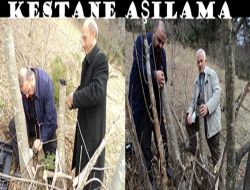 Kestaneler Aşılanıyor