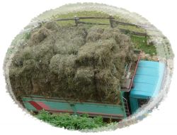 Yayla Çayırları Biçildi 2 Yayla Çayırları Biçildi 2