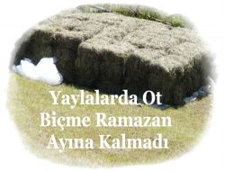 Yayla Çayırları Biçildi