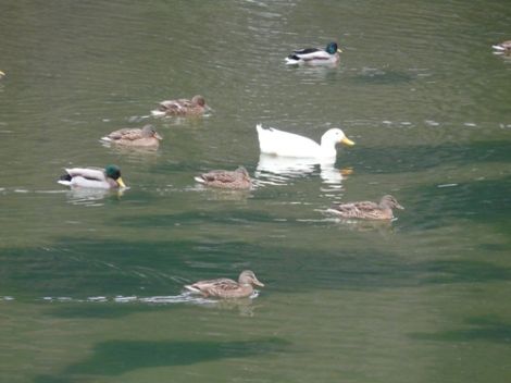Uzungöl Ördeklerin Barınma Mekanı 4 Uzungöl Ördeklerin Barınma Mekanı 4