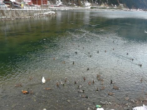 Uzungöl Ördeklerin Barınma Mekanı 9 Uzungöl Ördeklerin Barınma Mekanı 9