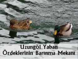 Uzungöl Ördeklerin Barınma Mekanı