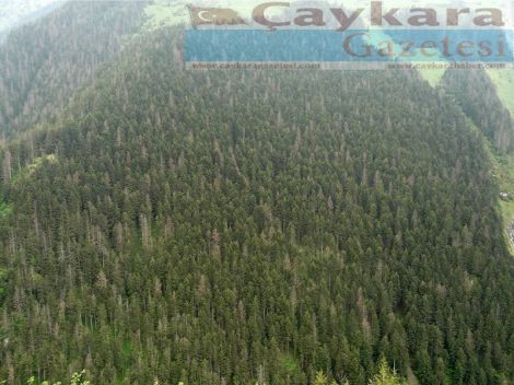 Ormanlarımız Kuruyor 3