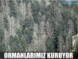 Ormanlarımız Kuruyor