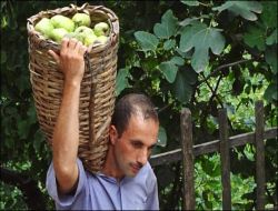 Meyvelerde Hasat Zamanı