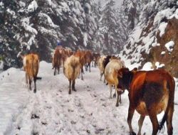 Kar Devam Edince Yaylalar Boşalıyor