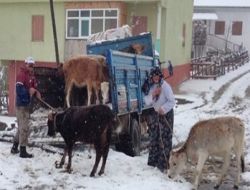Kar Yaylalardan Göç Ettiriyor