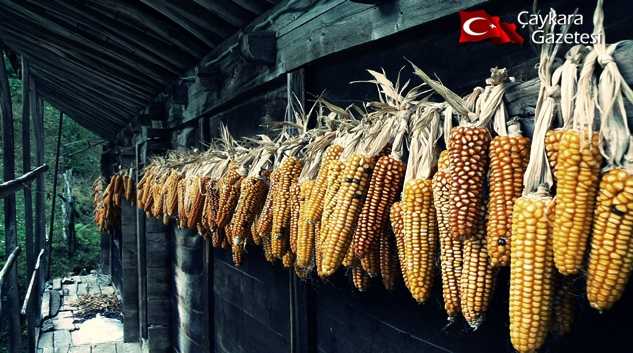 Dünyada 200 milyon dönüm mısır, soya ve buğday ekilmeli