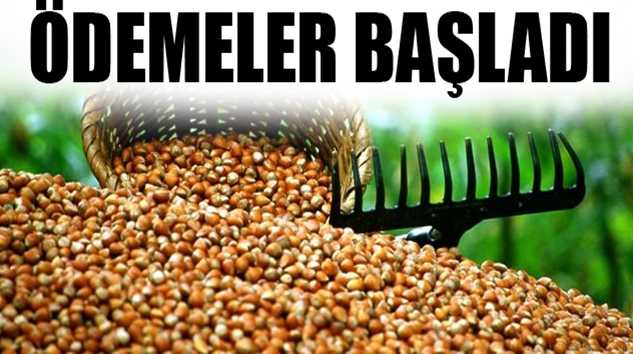 Fındık desteklemeleri ödeniyor