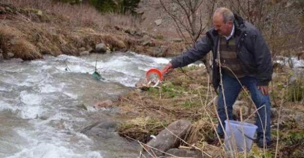 Uzungöl’de dereye bin adet kırmızı benekli alabalık bırakıldı