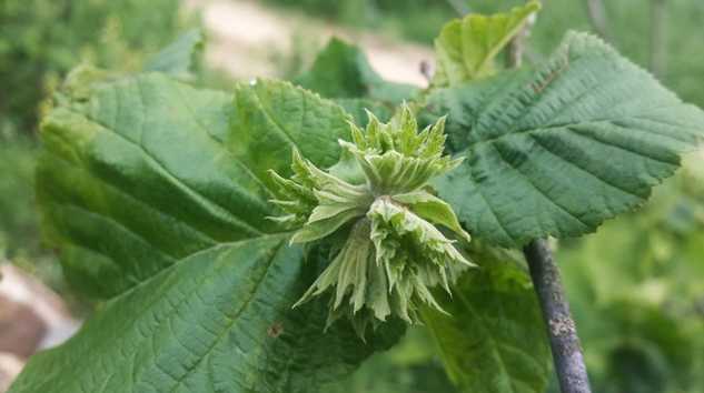 Çay ve Fındık zararları için dilekçe verilecek!