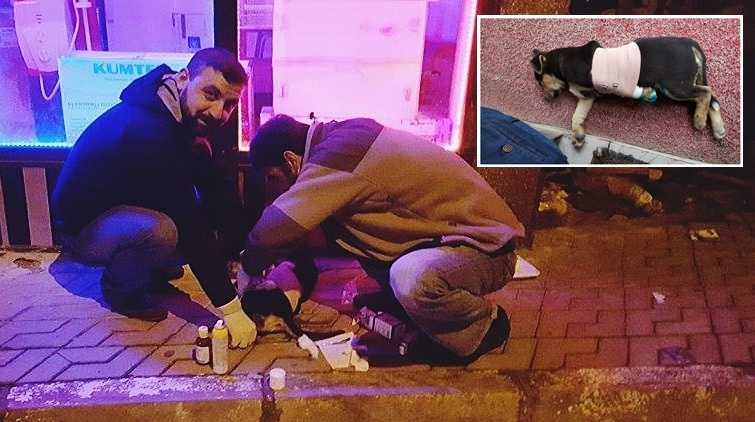 Hayvansever esnaf bir haftadır yaralı köpeğe bakıyor