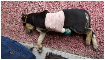 Hayvansever esnaf bir haftadır yaralı köpeğe bakıyor 1 köp1
