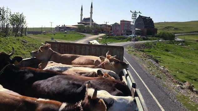 Yaylalar şenleniyor