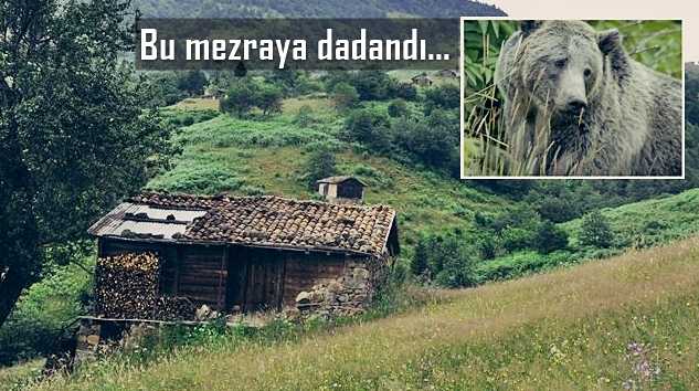 Boz ayı mezra evine girdi