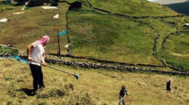 Yayla çayırları biçiliyor
