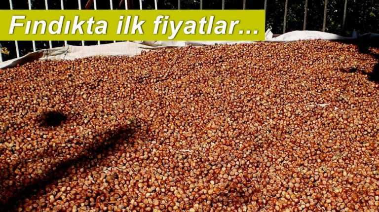 Fındıkta ilk fiyatlar şekillenmeye başladı