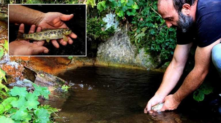 Köknar deresine benekli alabalık bıraktılar