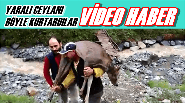 Köpeklerin saldırısına uğrayan ceylan yavrusunu vatandaşlar kurtardı