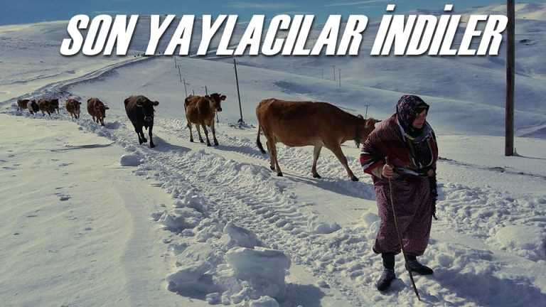 Mahsur kalan yaylacılar kurtarıldı