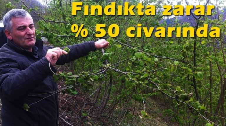 Soğuk hava kar ve don fındığı vurdu