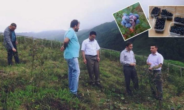Erkovan Çayırbaşı’nda likarba bahçesini inceledi