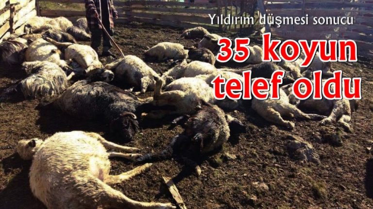 Üzerlerine yıldırım düşen 35 koyun telef oldu