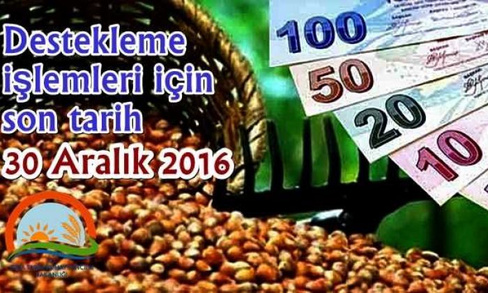 Fındık desteklemeleri için işlemlerde son tarih 30 Aralık