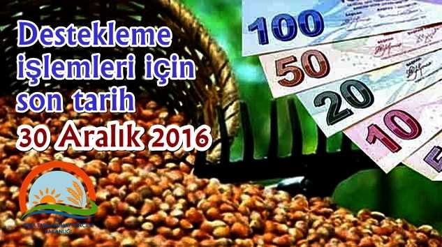 Fındık desteklemeleri için işlemlerde son tarih 30 Aralık