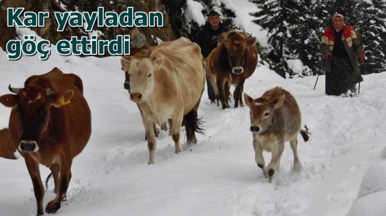 Kar göç ettirdi