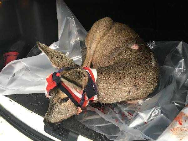 Uzuntarla’da Vaşak saldırısı sonucu ağır yaralanan Karacaya ameliyat