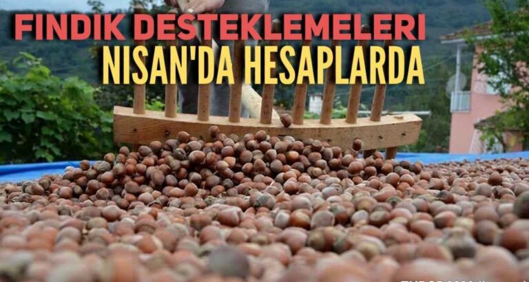 Fındık’ta alan bazlı destek ödemeleri Nisan’da
