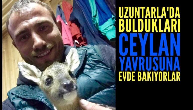Ceylan yavrusuna evde bakıyor