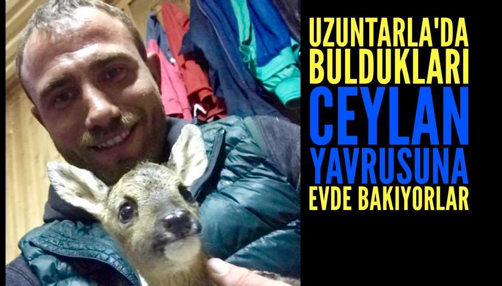Ceylan yavrusuna evde bakıyor