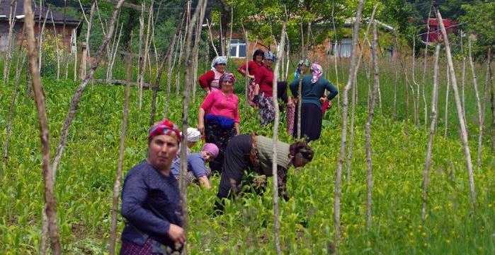 Pilav, tavuk, hıyar.. Daha güzel ne var!