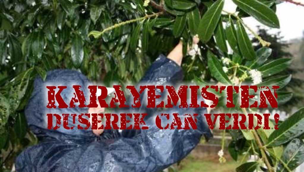 Karaşemiş toplarken düşen Ayşe Aslantürk hayatını kaybetti